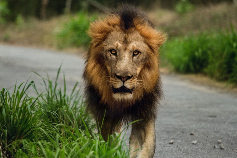 The Defining Qualities of a Great Leader&nbsp;and How to Cultivate Them in Yourself